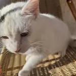 Bujtina Tusha Affittacamere Priska e Madhe
