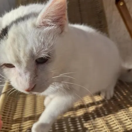 Bujtina Tusha Gæstehus Priska e Madhe