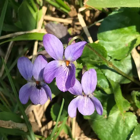 Bujtina Tusha Penzion Priska e Madhe