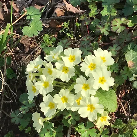 Gæstehus Bujtina Tusha