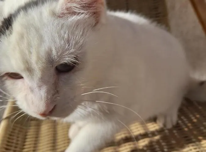 Bujtina Tusha Guest house Priska e Madhe