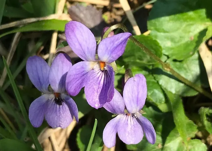 Bujtina Tusha Guest house Priska e Madhe