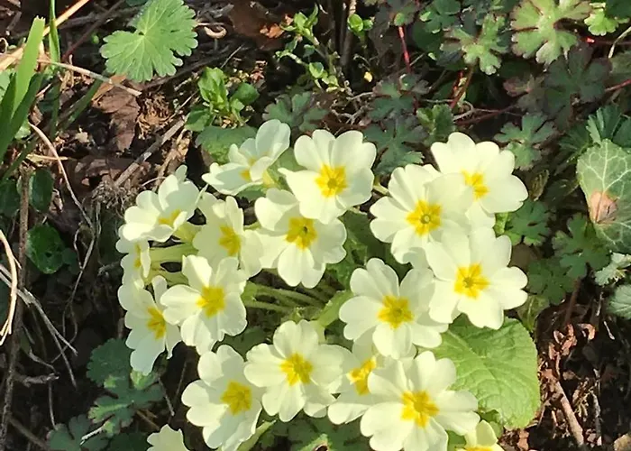 Guest house Bujtina Tusha